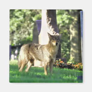 Íman Coyote no cemitério