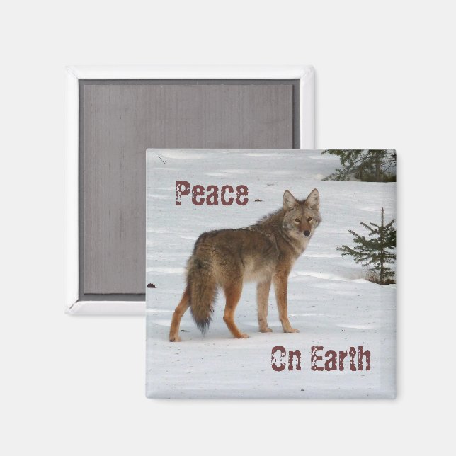 Íman Coyote no Magnet da Neve (Front/Back)