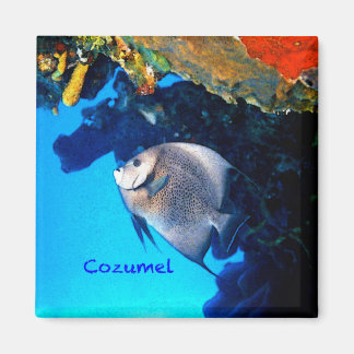Íman Cozumel Angelfish