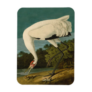 Íman Crane Audubon Branca