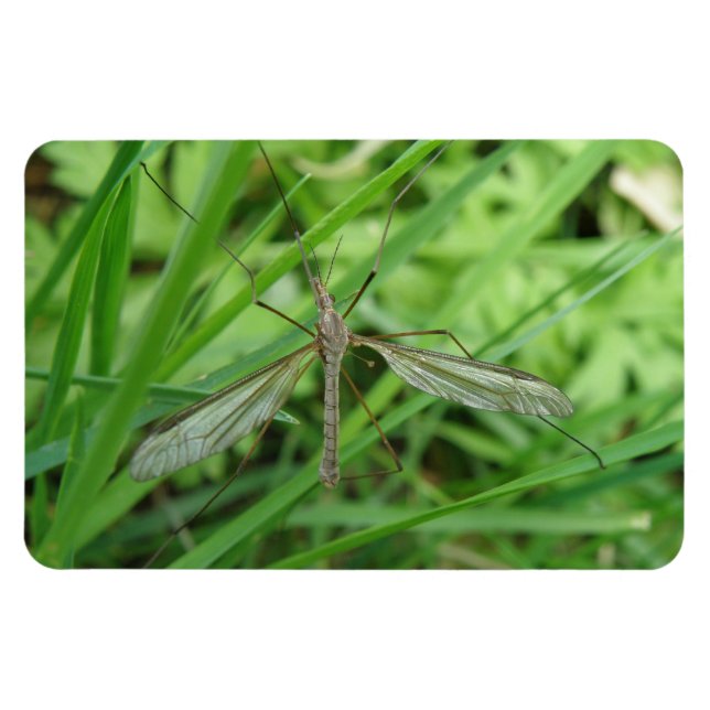 Íman Crane Fly Premium Magnet (Horizontal)