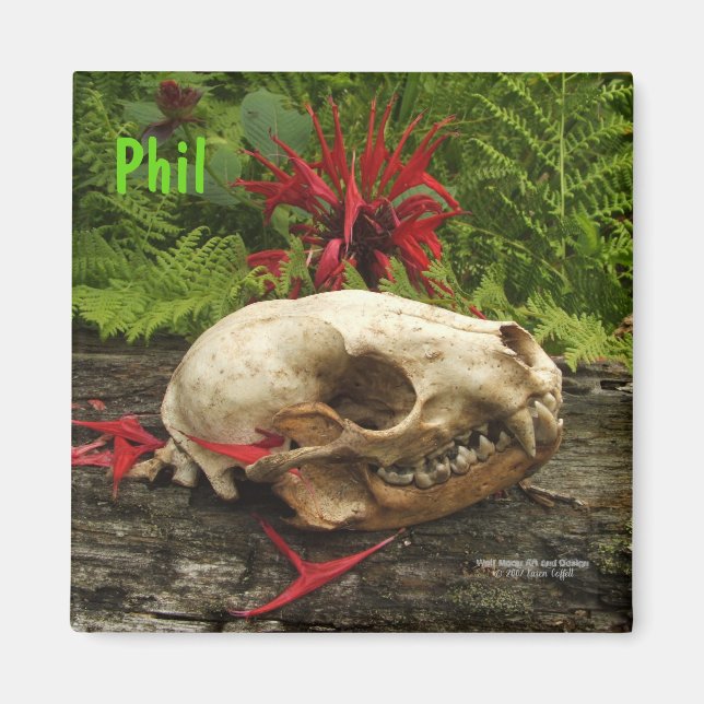 Íman Crânio de Raccoon com samambaias e Monarda vermelh (Frente)