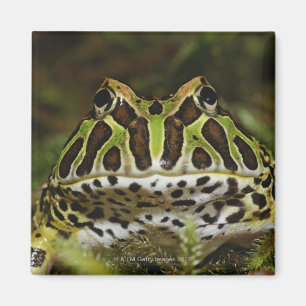 Íman Cranwelli de Ceratophrys