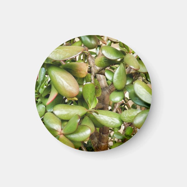 Íman Crassula ovata (Frente)