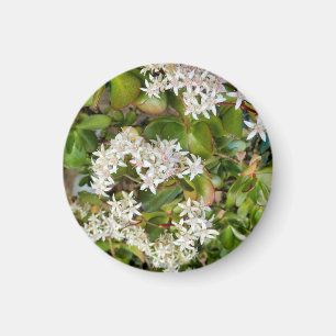 Íman Crassula ovata