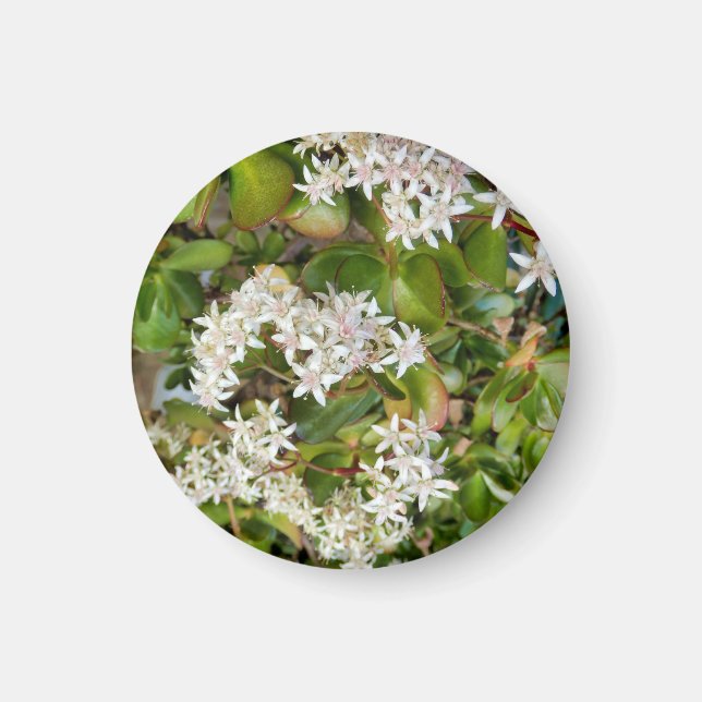 Íman Crassula ovata (Frente)