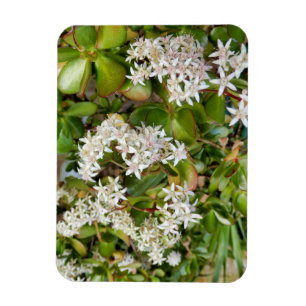 Íman Crassula ovata