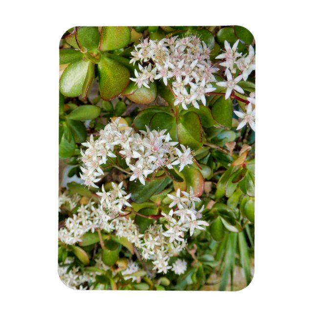 Íman Crassula ovata (Vertical)