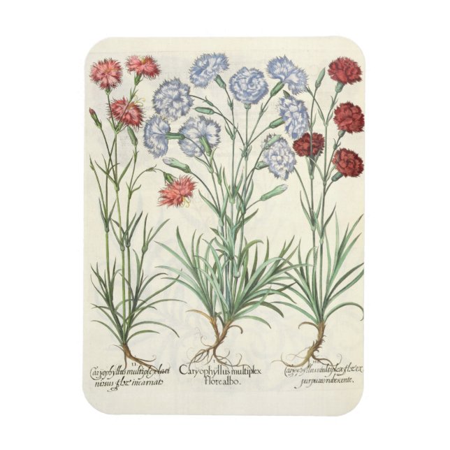 Íman Cravos: 1.Caryophyllus multiplex flore albo; 2 (Vertical)