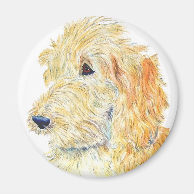 Íman Cream Labradoodle Magnet (Frente)
