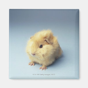 Íman Creme colorido