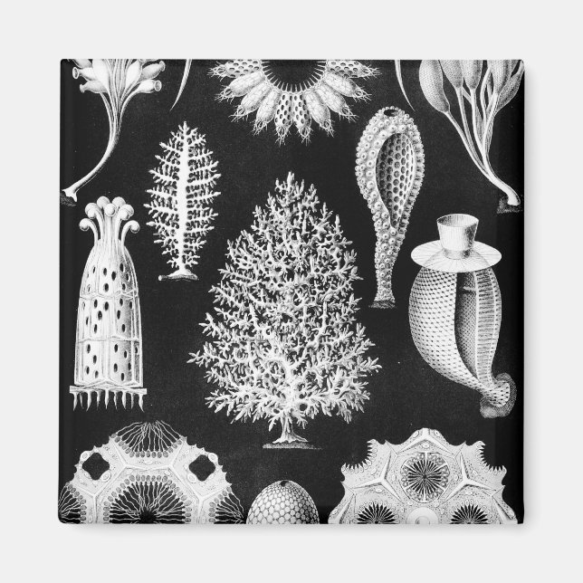 Íman Creme de Esponja do Mar Negro (Frente)