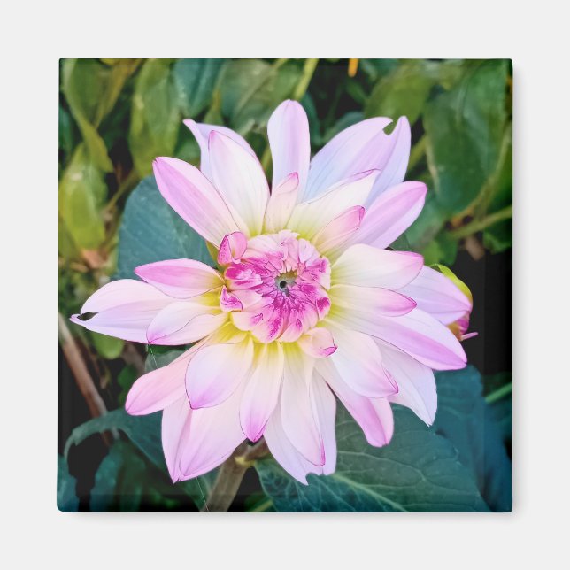 Íman Creme e flor rosa (Frente)
