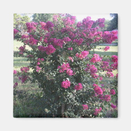 Íman Crepe Myrtle