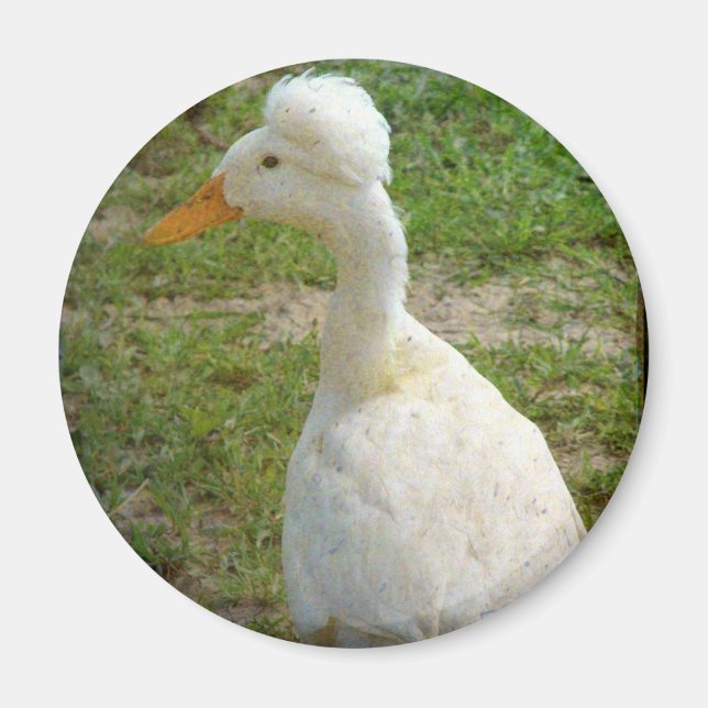 Íman Crestie (Frente)