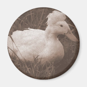 Íman Crestie, o Pato Crestado