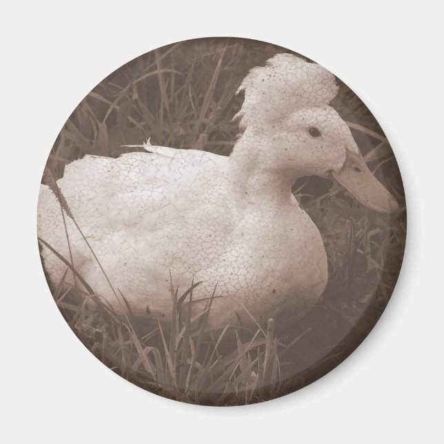 Íman Crestie, o Pato Deitado (Frente)