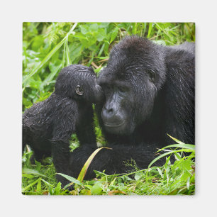 Íman Criança Montanha Gorilla Kisses Silverback Gorilla