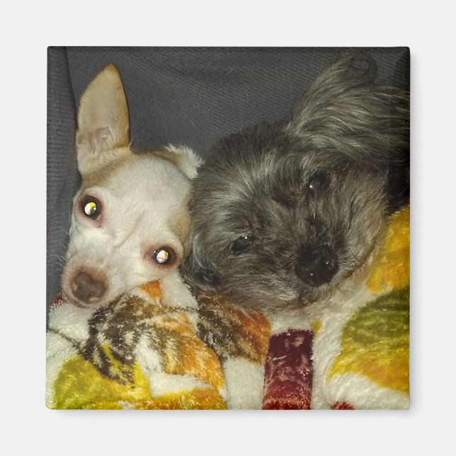 Íman Cricket e Maybelline Magnets (Frente)