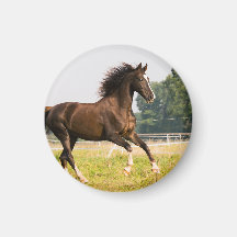 Crie a Foto do Seu Próprio Cavalo de Estimação Per