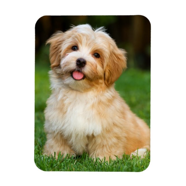 Íman Crie sua própria foto de cachorro de estimação per (Vertical)
