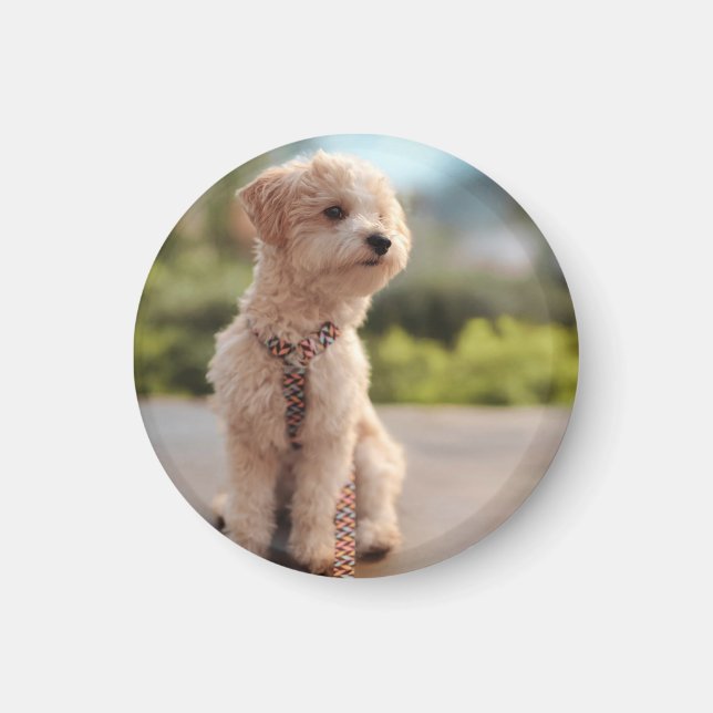 Íman Crie Sua Própria Foto Personalizada de Animal de E (Frente)