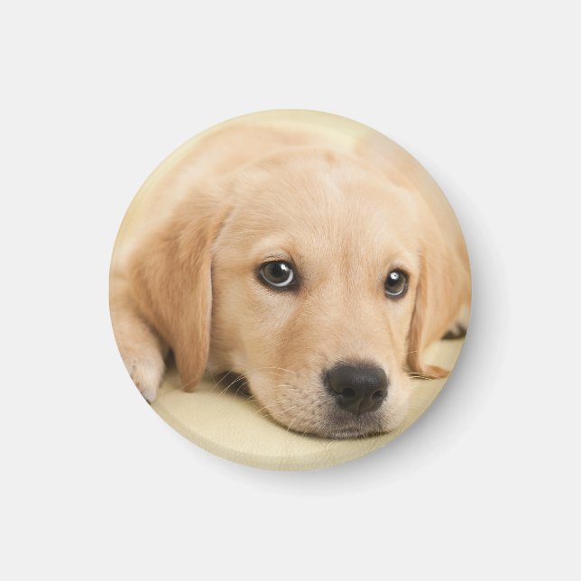 Íman Crie Sua Própria Foto Personalizada de Animal de E (Frente)