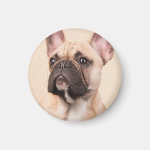 Íman Crie Sua Própria Foto Personalizada de Animal de E