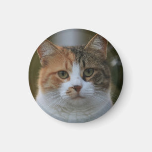 Íman Crie Sua Própria Foto Personalizada de Gato de Est