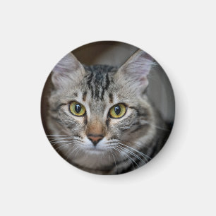Íman Crie Sua Própria Foto Personalizada de Gato de Est