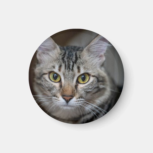 Íman Crie Sua Própria Foto Personalizada de Gato de Est (Frente)