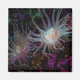 Íman Crimson Anemone