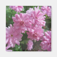 Críticos Rosa