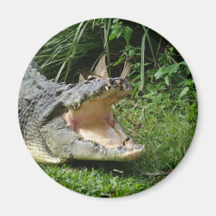 Íman Crocodilo