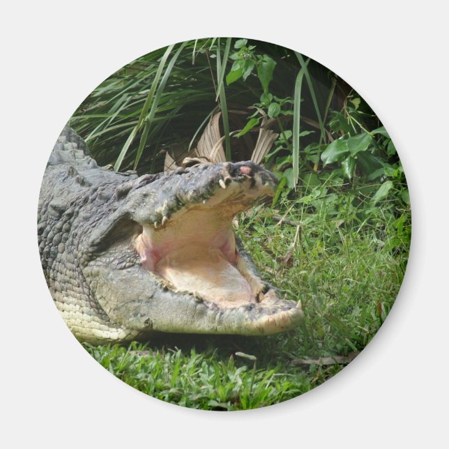 Íman Crocodilo (Frente)