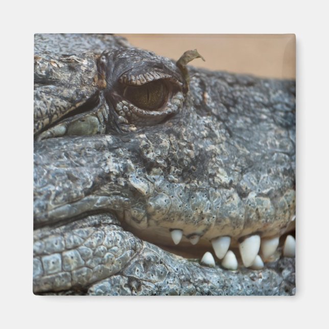 Íman Crocodilo (Frente)