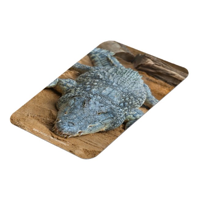 Íman Crocodilo (Left Side)