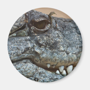 Íman Crocodilo