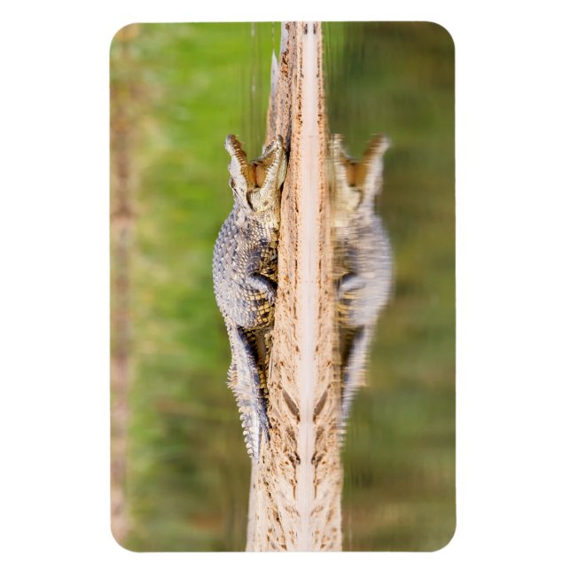 Íman Crocodilo (Vertical)