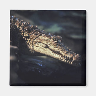 Íman crocodilo