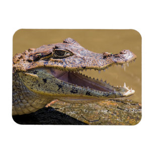 Íman Crocodilo sorridente