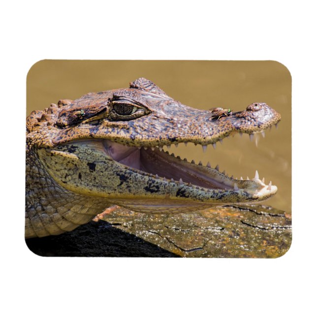 Íman Crocodilo sorridente (Horizontal)