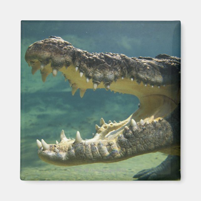 Íman Crocodilos de boca aberta (Frente)