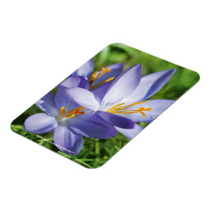 Íman Crocus