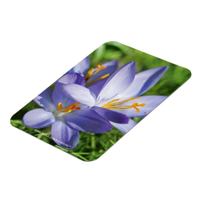 Íman Crocus (Left Side)
