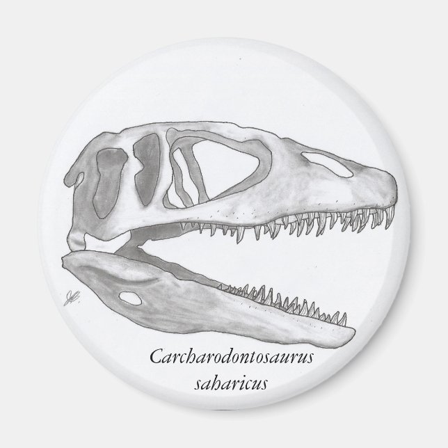 Íman crônico carcharodontosaurus saharicus (Frente)