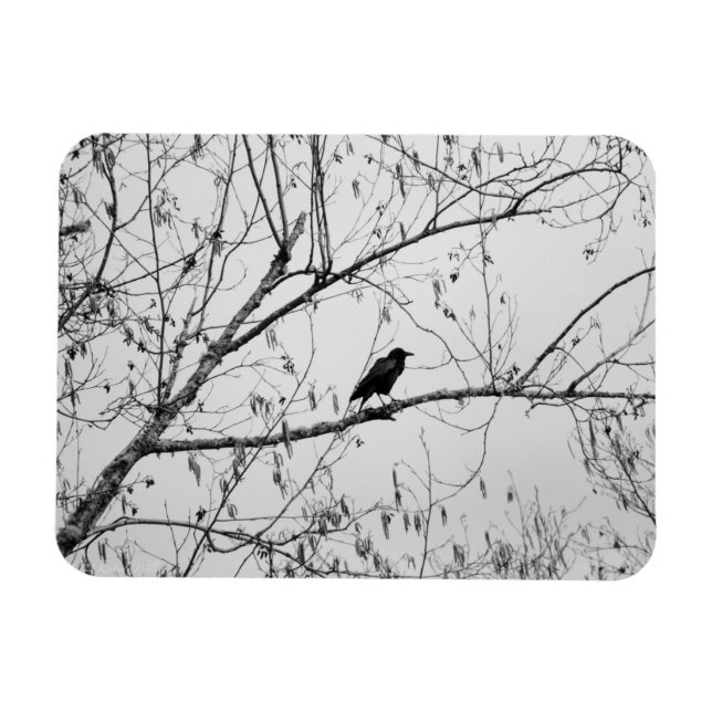 Íman Crow em uma Árvore de Birch (Horizontal)