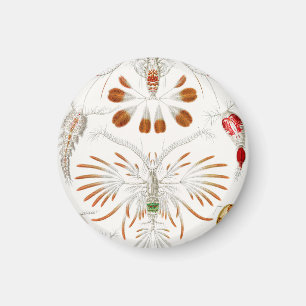 Íman Crustáceos da Vida Marinha, Copepoda por Ernst Hae