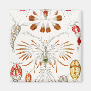Íman Crustáceos da Vida Marinha, Copepoda por Ernst Hae