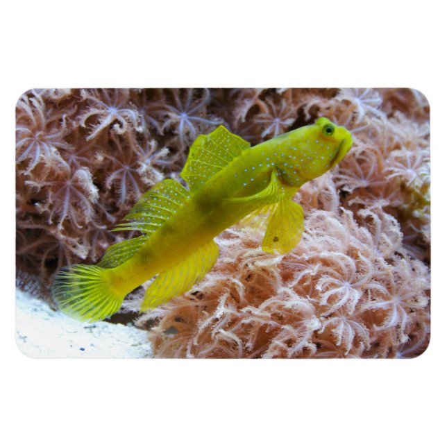 Íman Cryptocentrus cinctus (Horizontal)